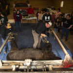 
              Daniel Eagle Road of the Rosebud Sioux Tribe, left, and T.J. Heinert, assistant range manager of Wolakota Buffalo Range, prepare a bull bison for butchering as Rosebud community members and visitors from other tribes gather to assist on Friday, Oct. 14, 2022. (AP Photo/Toby Brusseau
            