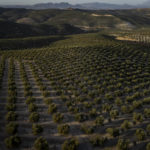 
              Rows of olive trees grow in the southern town of Quesada, a rural community in the heartland of Spain's olive country, Friday, Oct. 28, 2022. Spain, the world’s leading olive producer, has seen its harvest this year fall victim to the global weather shifts fueled by climate change. An extremely hot and dry summer that has shrunk reservoirs and sparked forest fires is now threatening the heartiest of its staple crops. (AP Photo)
            