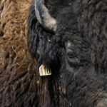 
              A bison bull wears an ear tag from the Cherokee Nation herd supervisors in Bull Hollow, Okla., on Sept. 27, 2022. Since 1992 the federally chartered InterTribal Buffalo Council has helped relocate surplus bison from locations such as Badlands National Park in South Dakota, Yellowstone National Park in Wyoming and Grand Canyon National Park in Arizona to 79 member tribes in 20 states. (AP Photo/Audrey Jackson)
            