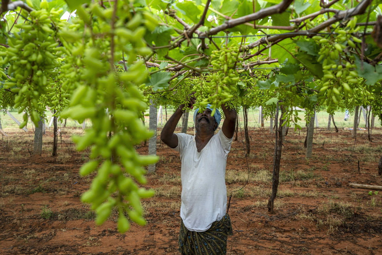 A farmer trims the leaves in a vineyard in Anantapur district in the southern Indian state of Andhr...