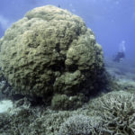 
              Tarquin Singleton, cultural officer at the Reef Cooperative, swims past a coral on Moore Reef in Gunggandji Sea Country off the coast of Queensland in eastern Australia on Nov. 13, 2022. Below the turquoise waters is an underwater rainbow jungle teeming with life that scientists say is showing some of the clearest signs yet of climate change alongside melting glaciers, raging wildfires, deep droughts, supercharged storms, mega floods, and species extinction. (AP Photo/Sam McNeil)
            