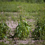 
              Corn that did not fully mature can sits at the Santa Clara Pueblo in northern New Mexico, Monday, Aug. 22, 2022. Climate change is taking a toll on the pueblo, which has been home to Tewa-speaking people for thousands of years. (AP Photo/Andres Leighton)
            