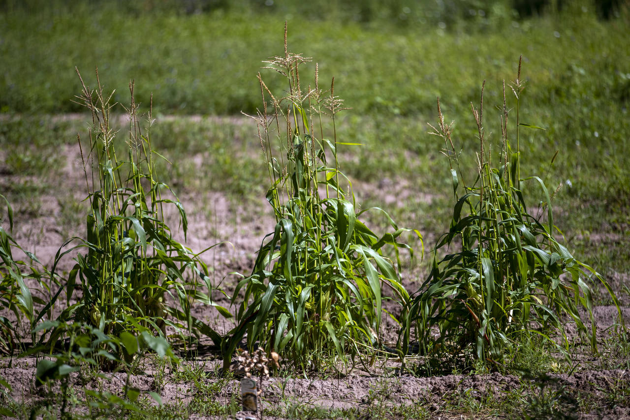 Corn that did not fully mature can sits at the Santa Clara Pueblo in northern New Mexico, Monday, A...