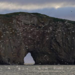 
              Northern gannets dive for fish near Perce Rock just after sunrise in Perce, Quebec, Canada, Thursday, Sept. 15, 2022. Experts say there's little question that global warming is reshaping the lives of northern gannets by driving fish deeper into cooler waters and sometimes beyond their reach. (AP Photo/Carolyn Kaster)
            