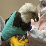 
              In this December 2022 photo provided by the Wisconsin Human Society, an injured bald eagle is examined and treated at the Wisconsin Humane Society Wildlife Rehabilitation Center in Milwaukee, Wis. Police in Wisconsin are seeking tips to help them solve the case of the bald eagle that was shot and injured in Milwaukee County.  (Angela Speed/Wisconsin Human Society via AP)
            