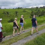 
              Tourists walk near rice fields irrigated by a traditional terrace system called a "subak" in Jatiluwih in Tabanan, Bali, Indonesia, Monday, April 18, 2022. Bali faces a looming water crisis from tourism development, population growth and water mismanagement, experts and environmental groups warn. While water shortages are already affecting the UNESCO site, wells, food production and Balinese culture, experts project these issues will worsen if existing policies are not equally enforced across the entire island. (AP Photo/Tatan Syuflana)
            