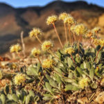 
              FILE - In this photo provided by the Center for Biological Diversity, Tiehm's buckwheat grows in the high desert in the Silver Peak Range of western Nevada about halfway between Reno and Las Vegas, in June 2019, where a lithium mine is planned. On Wednesday, Dec. 14, 2022, U.S. wildlife officials declared Tiehm's buckwheat endangered. (Patrick Donnelly/Center for Biological Diversity via AP, File)
            