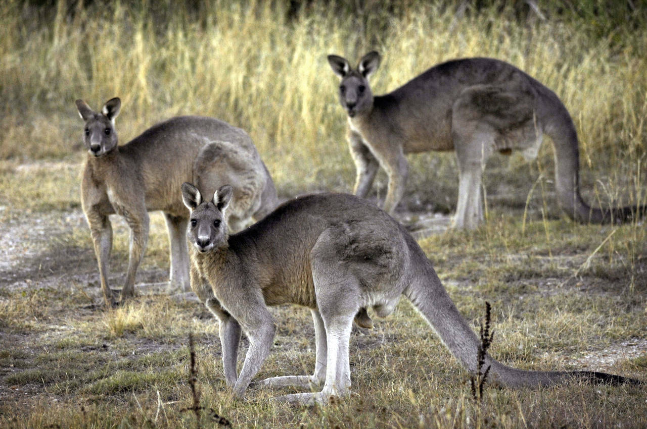 FILE - Grey kangaroos feed on grass near Canberra, Australia, March 15, 2008. A bill that would ban...
