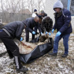 
              Funeral workers carry the body of Svitlana Shabanova, who was killed by Russian forces during evacuation on April 14, 2022 and buried at the territory of a hospital in the liberated town of Borova, Kharkiv region, Ukraine, on Wednesday, Feb. 1, 2023. The police and the war crimes prosecutor's office conducted an exhumation of local residents who were killed by Russian soldiers during their evacuation by two minivans on April 14, 2022.(AP Photo/Andrii Marienko)
            