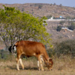 
              G-20 signage is displayed on a hillock near the venue of G-20 financial conclave as a cow grazes in a field on the outskirts of Bengaluru, India, Wednesday, Feb. 22, 2023. Top financial leaders from the Group of 20 leading economies are gathering in the south Indian technology hub of Bengaluru to tackle challenges to global growth and stability. India is hosting the conclave for the first time in 20 years. (AP Photo/Aijaz Rahi)
            