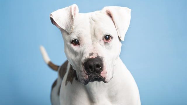 Arizona Humane Society waiving adoption fees for pets 1 year and older starting Thursday