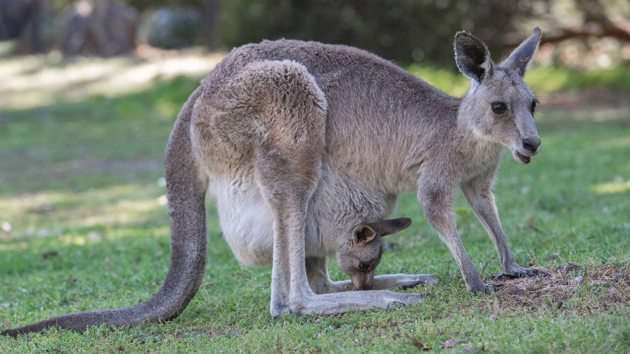 Here's why an Arizona lawmaker wants to ban sale of kangaroo products