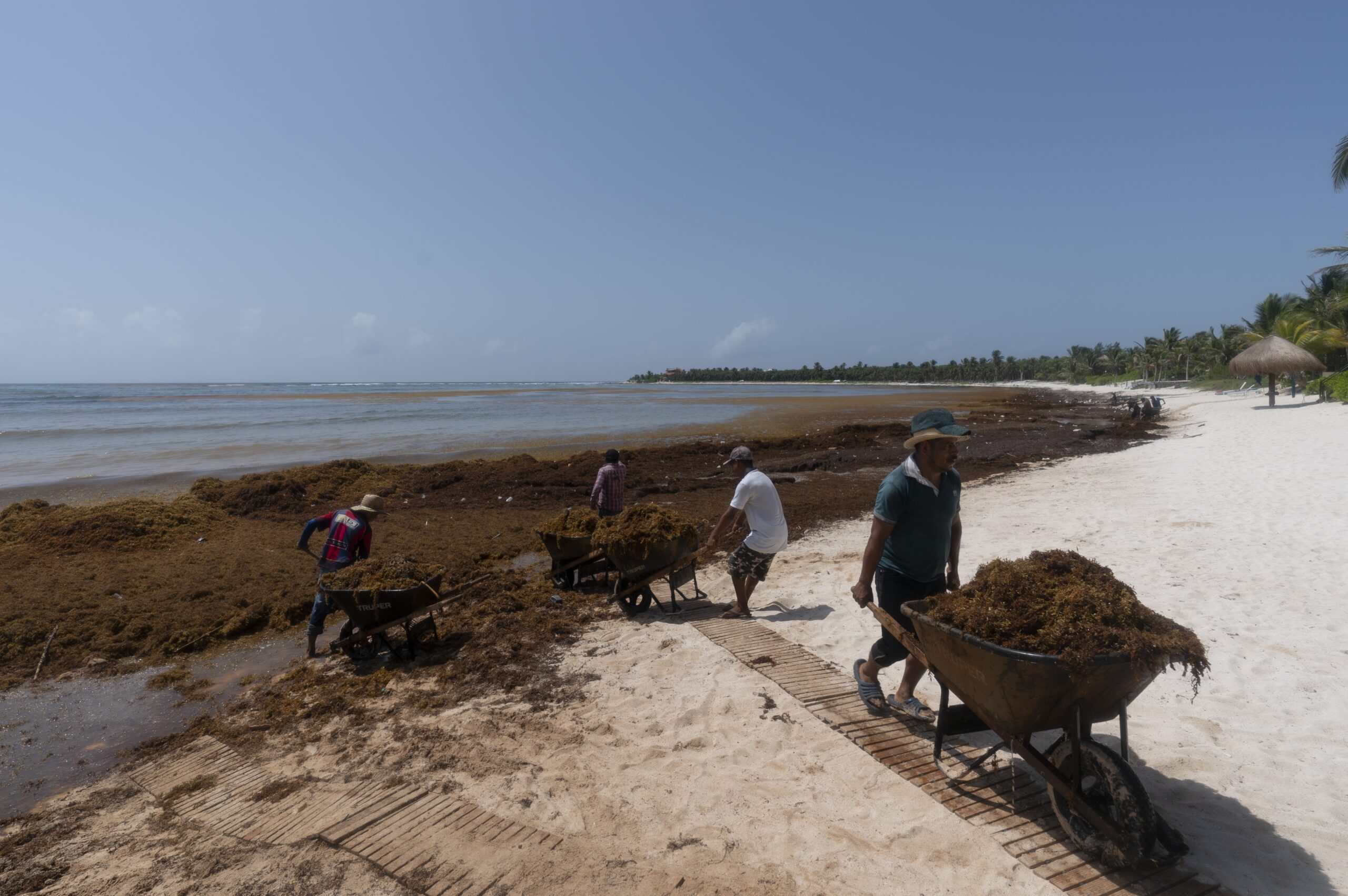FILE - Workers, who were hired by residents, remove sargassum seaweed from the Bay of Soliman, nort...