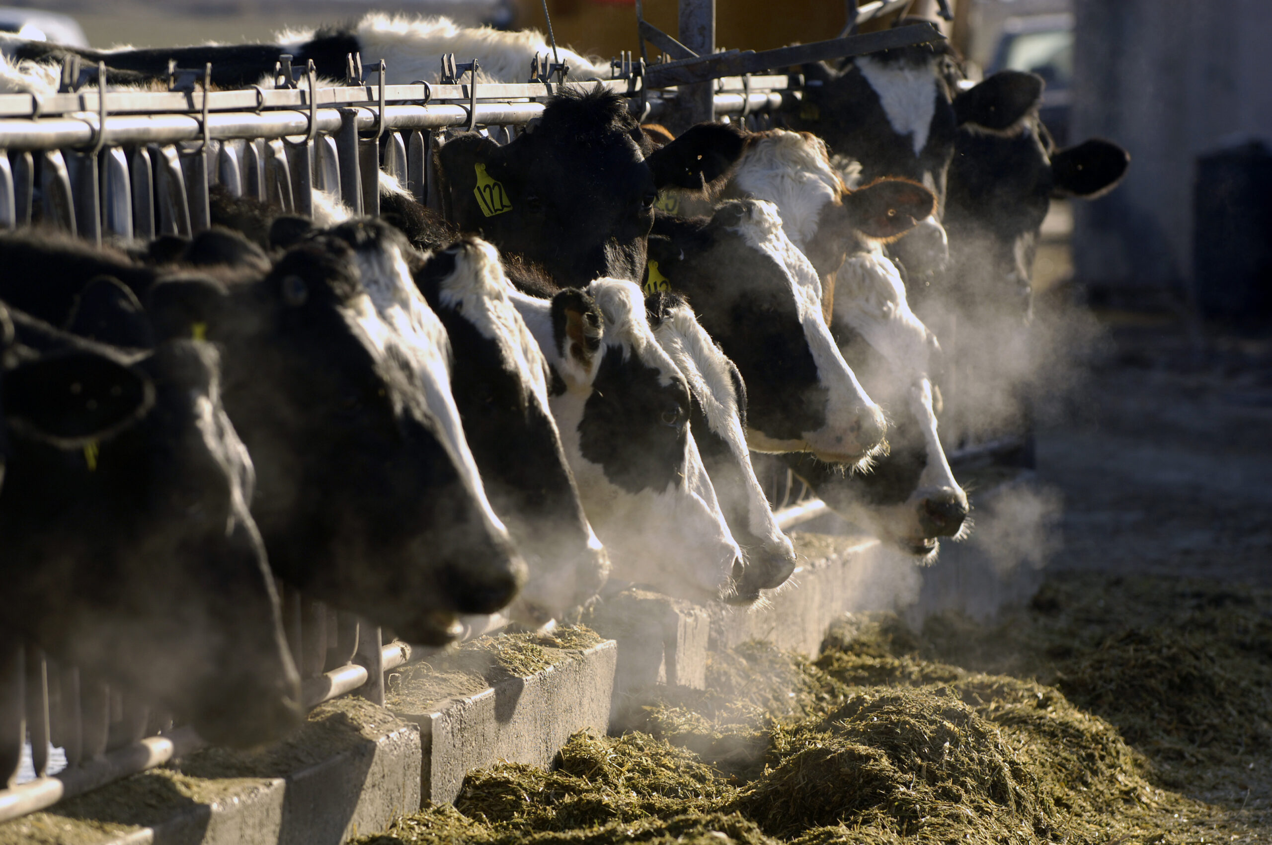 FILE - A line of Holstein dairy cows feed through a fence at a dairy farm, March 11, 2009, outside ...