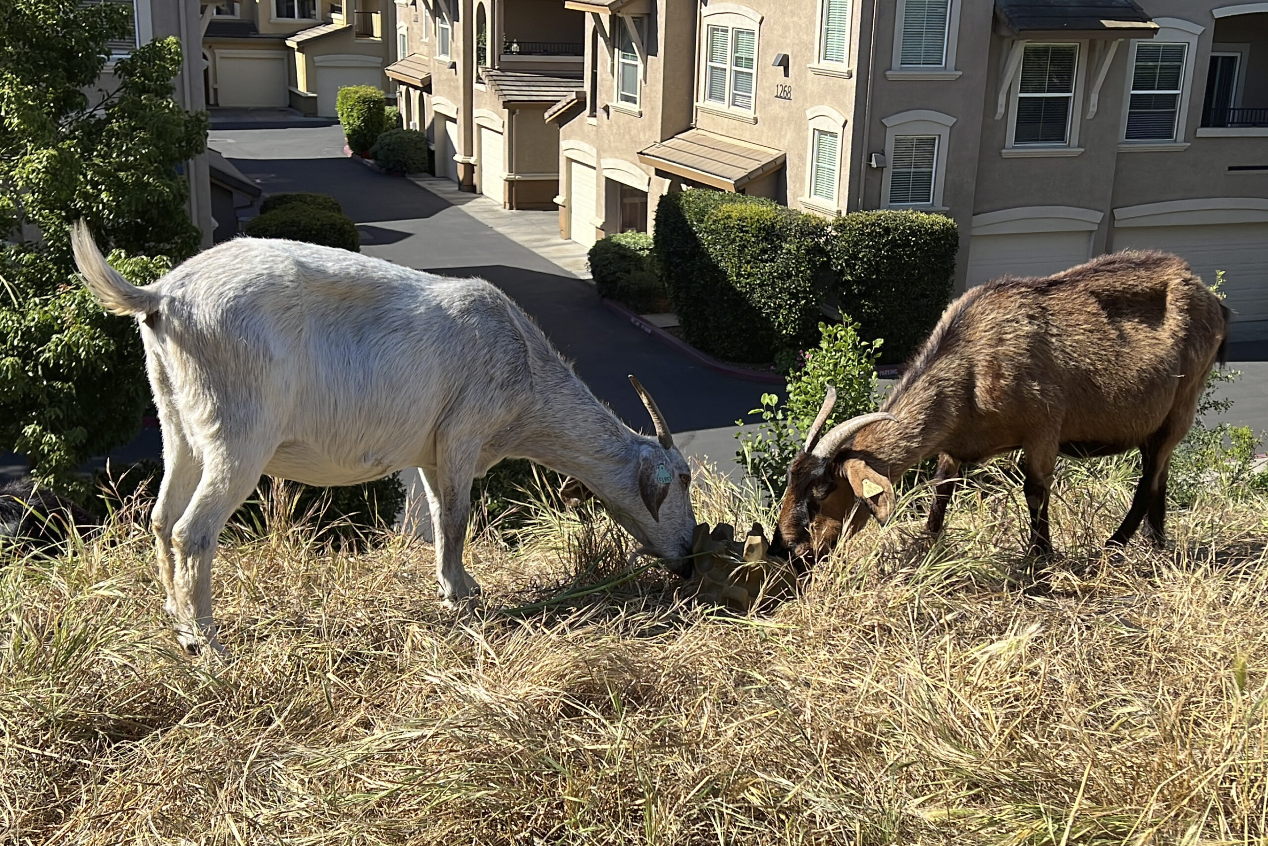 Goats graze on dry grass next to a housing complex in West Sacramento, Calif., on May 17, 2023. Goa...