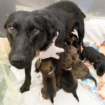 The Arizona Humane Society is at capacity with three mothers and their pups in the maternity suite. 