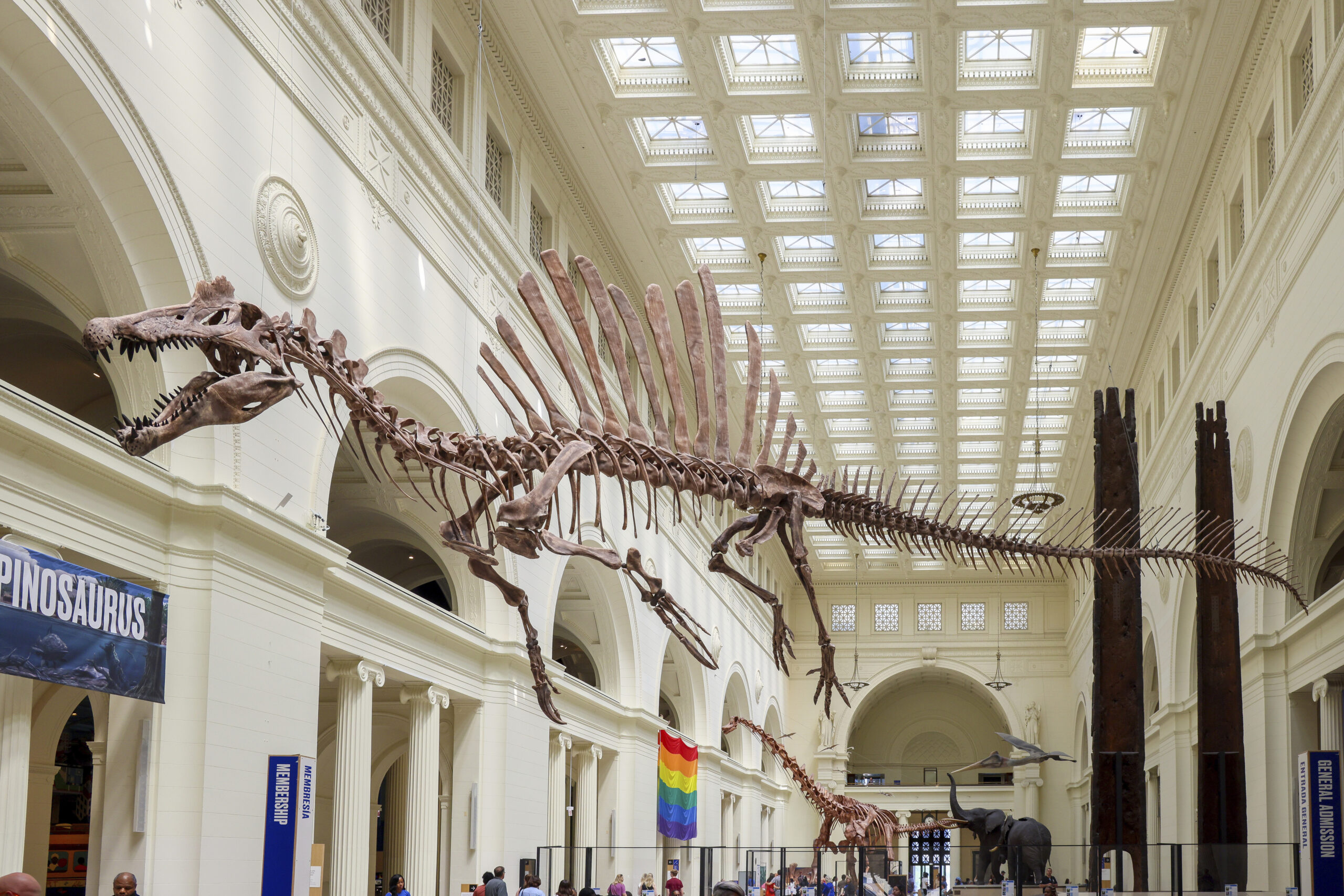 The 46 foot long cast of a Spinosaurus suspended high above the Field Museum's main hall after its ...