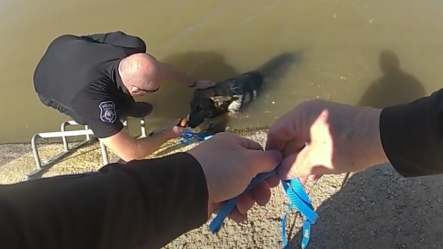 Watch: Glendale police officers save dog from canal using pumpkin muffins