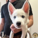 Photo of cute husky puppy stolen from a breeder in Glendale, Arizona.