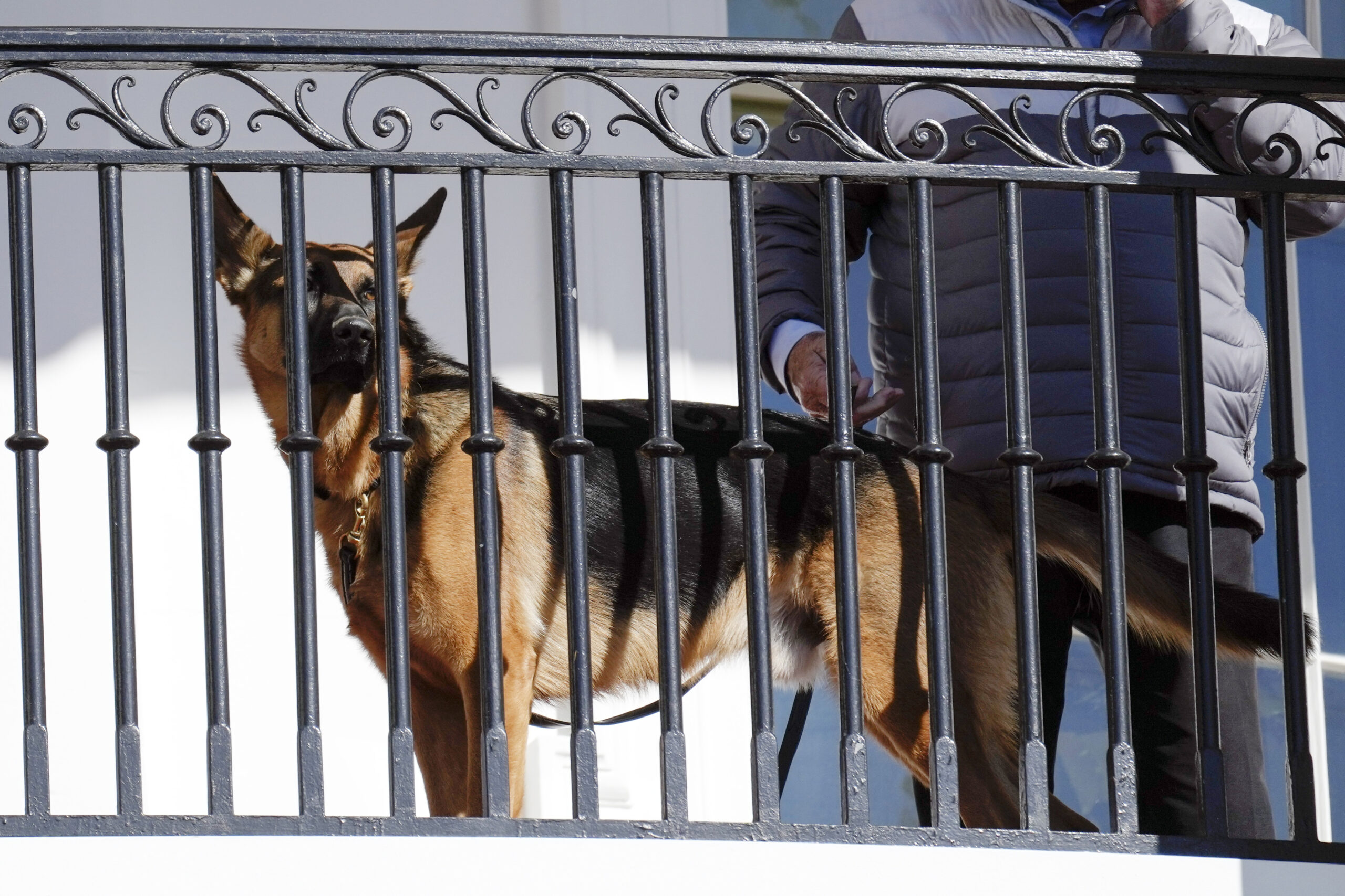 FILE - President Joe Biden's dog Commander looks out from the balcony during a pardoning ceremony f...