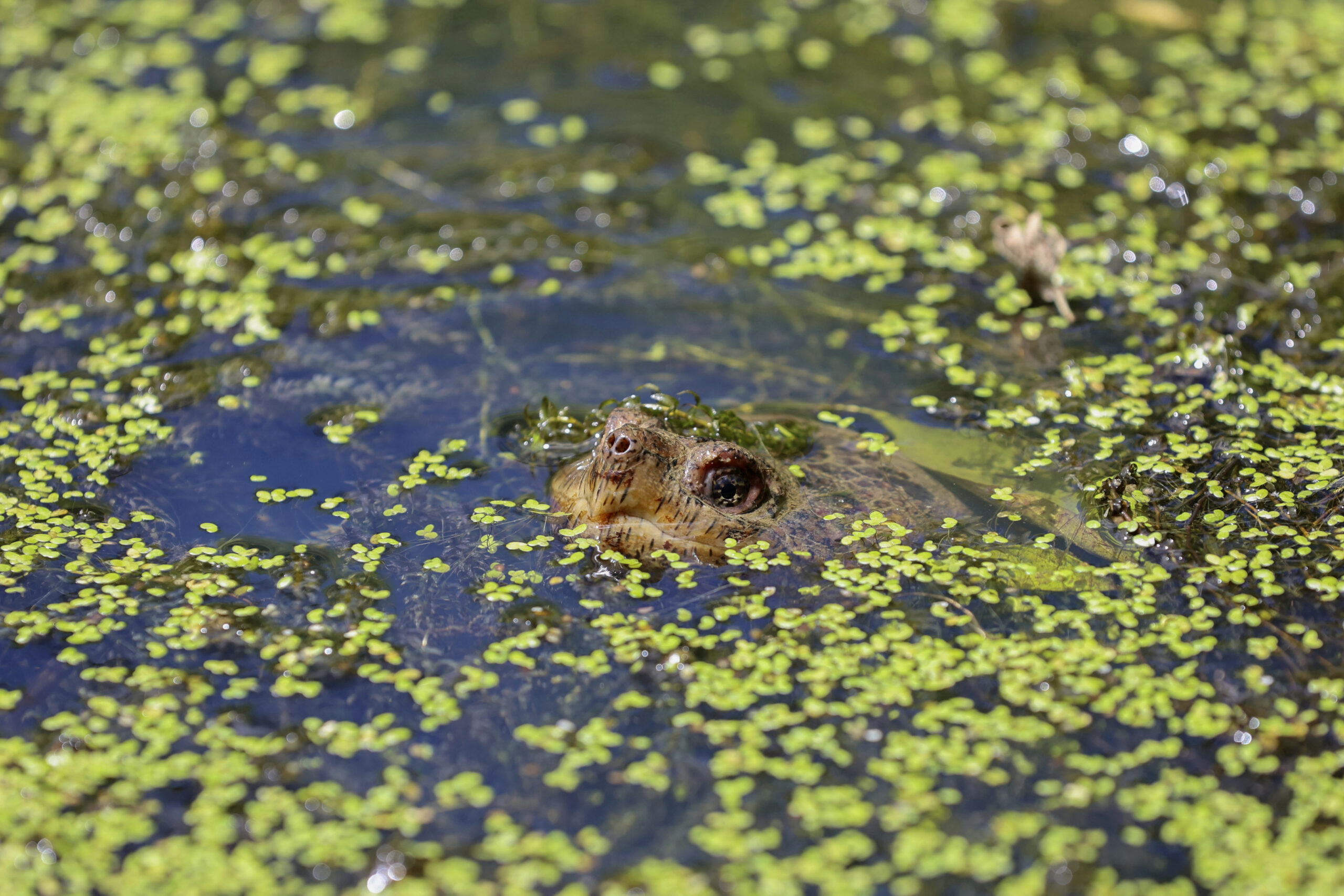 FILE - A turtle pokes its nose out of the water in the wetlands inside Sugar Hollow Park in Bristol...