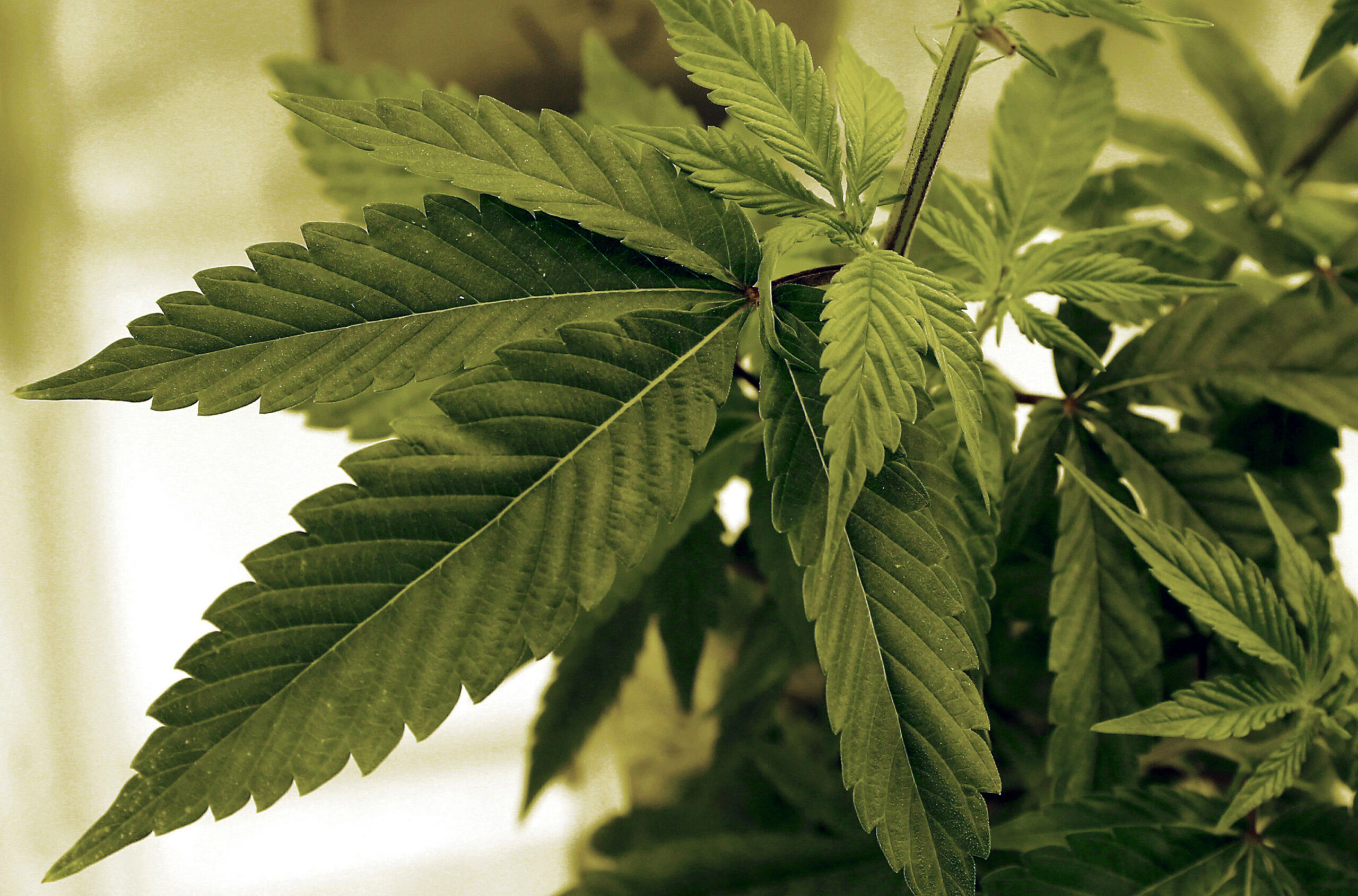 FILE - Marijuana plants grow at LifeLine Labs in Cottage Grove, Minn., June 17, 2015. At least two ...