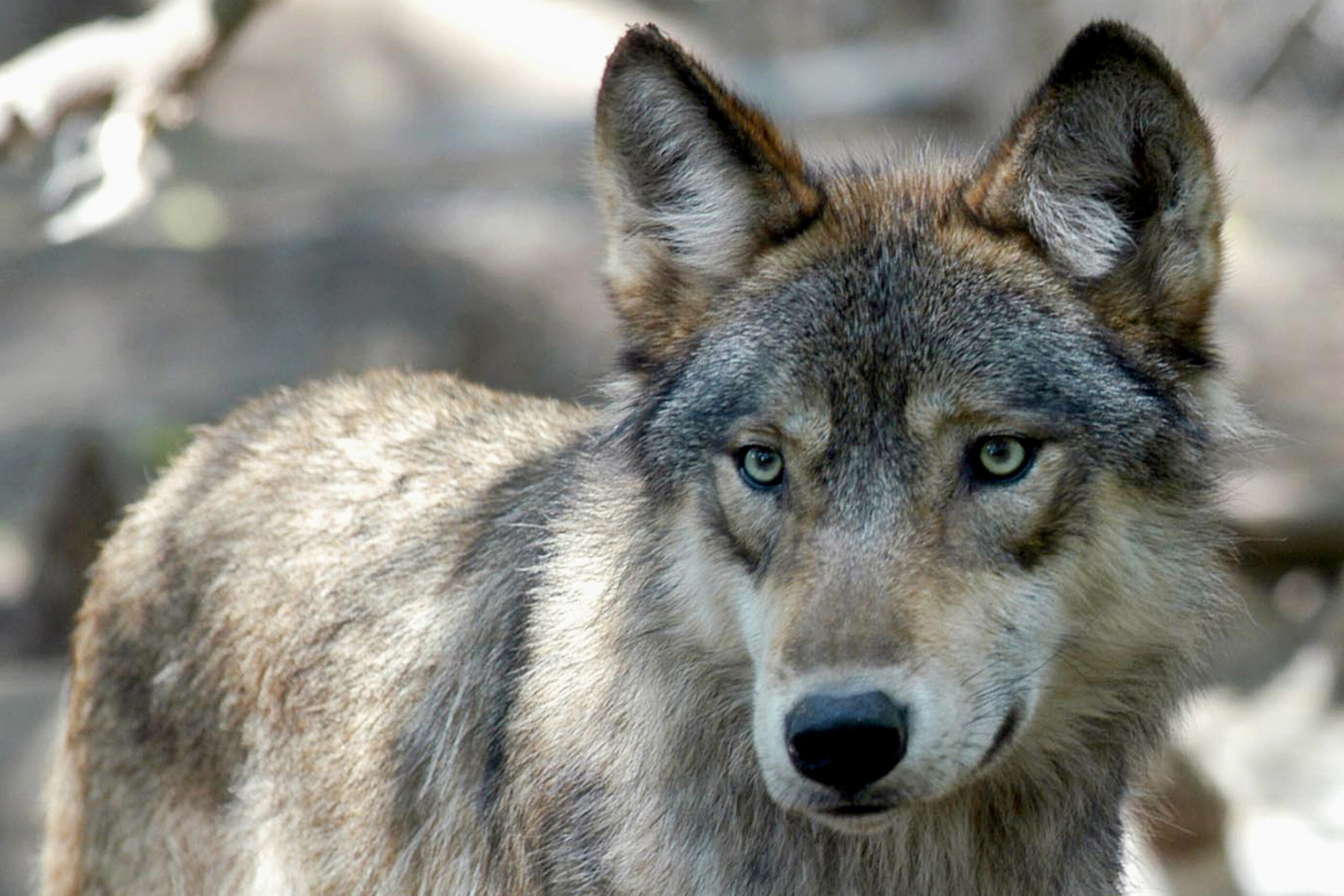 FILE - A gray wolf is pictured on July 16, 2004, at the Wildlife Science Center in Forest Lake, Min...