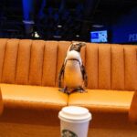 Fun fact: Penguins can only taste salty and sour foods. On the bright side, that means more pumpkin spice lattes for the humans. (OdySea Photo)