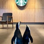 Humans and penguins alike are welcome to drink coffee. (OdySea Photo)