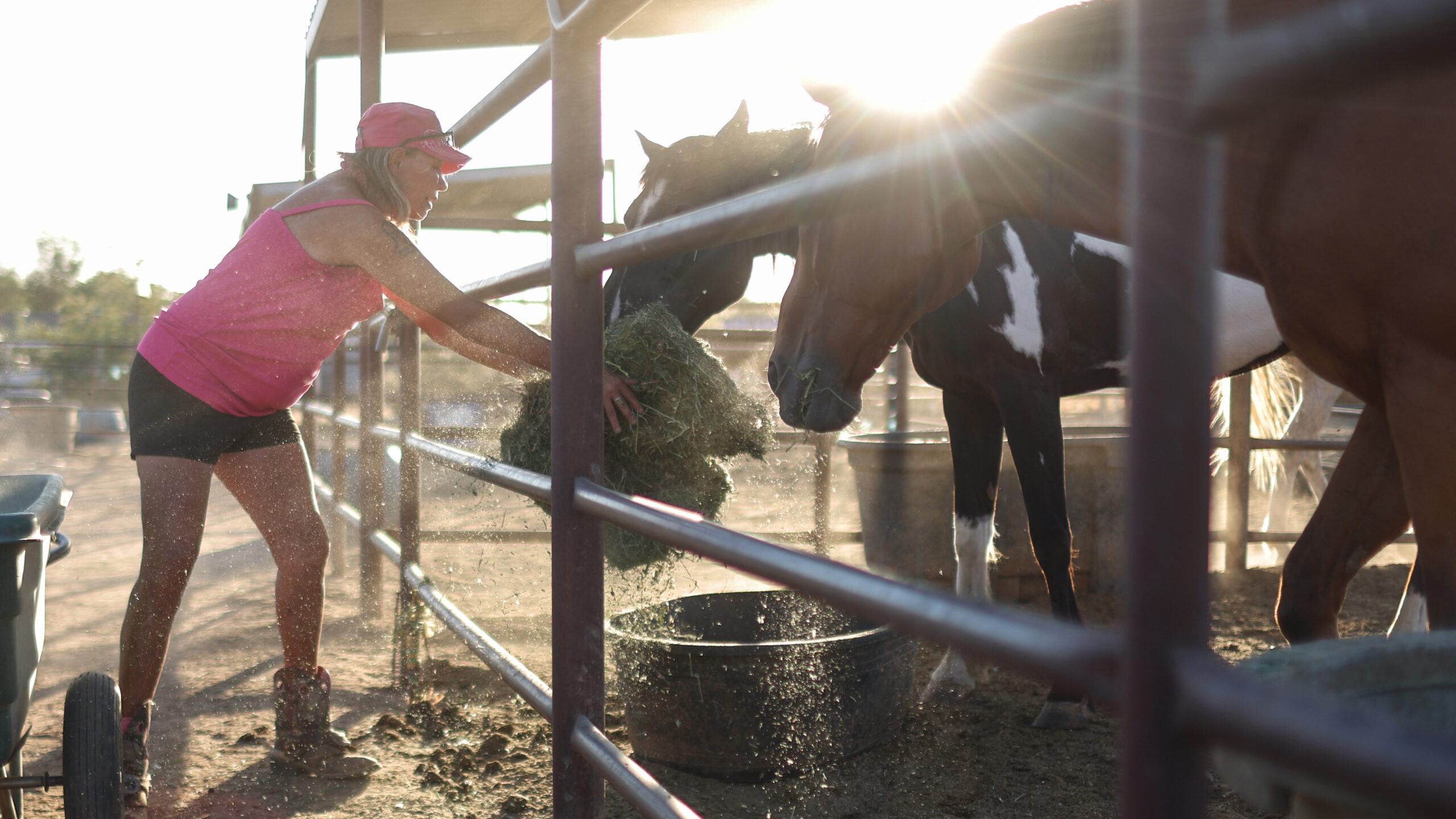 Owner and longtime Queen Creek resident Sarah Brewer feeds her horses at the Saddle Up Ranch minist...