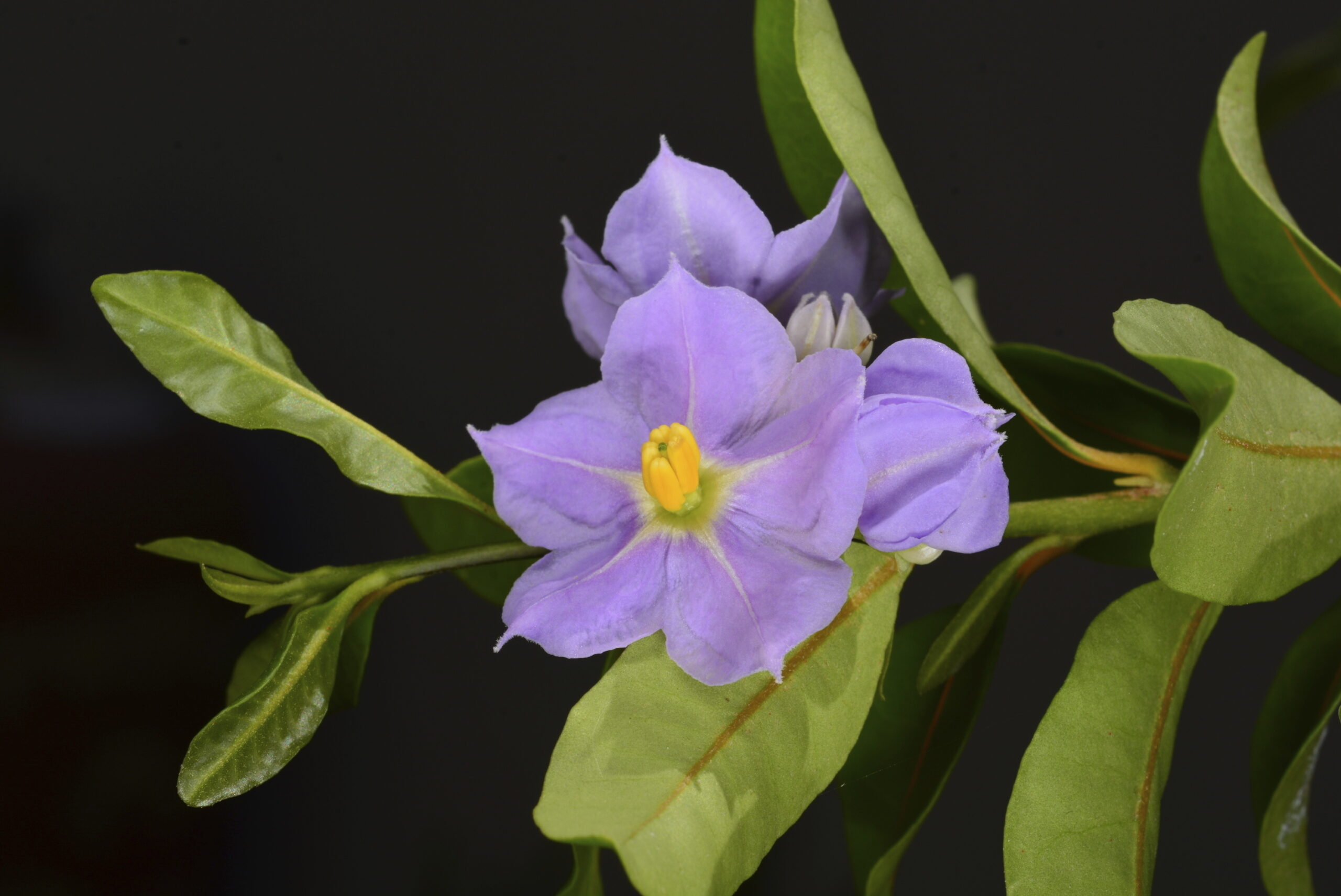 This image released by the U.S. Fish and Wildlife Service shows a flower from a shrub known as marr...