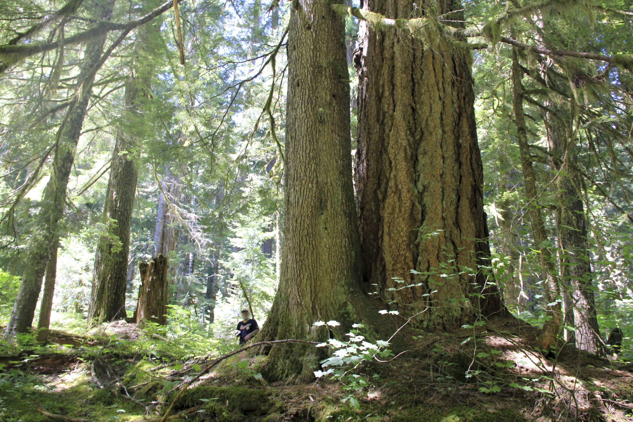 FILE - Michael Donnelly stands in a grove of old-growth trees in the off-trail area of the Opal Cre...