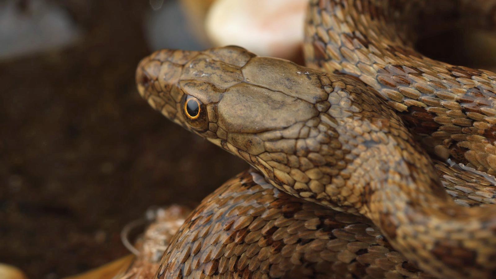 head of the narrow-headed garter snake...
