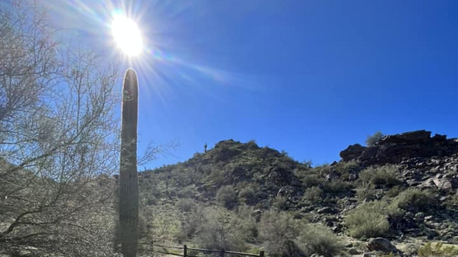 The sun shines in a blue sky over a Saguaro cactus in a desert landscape in Phoenix, Arizona....