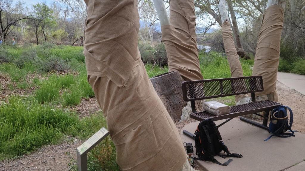 Multiple Arizona sycamore trees are wrapped in burlap at Montezuma Castle National Monument. (Photo...