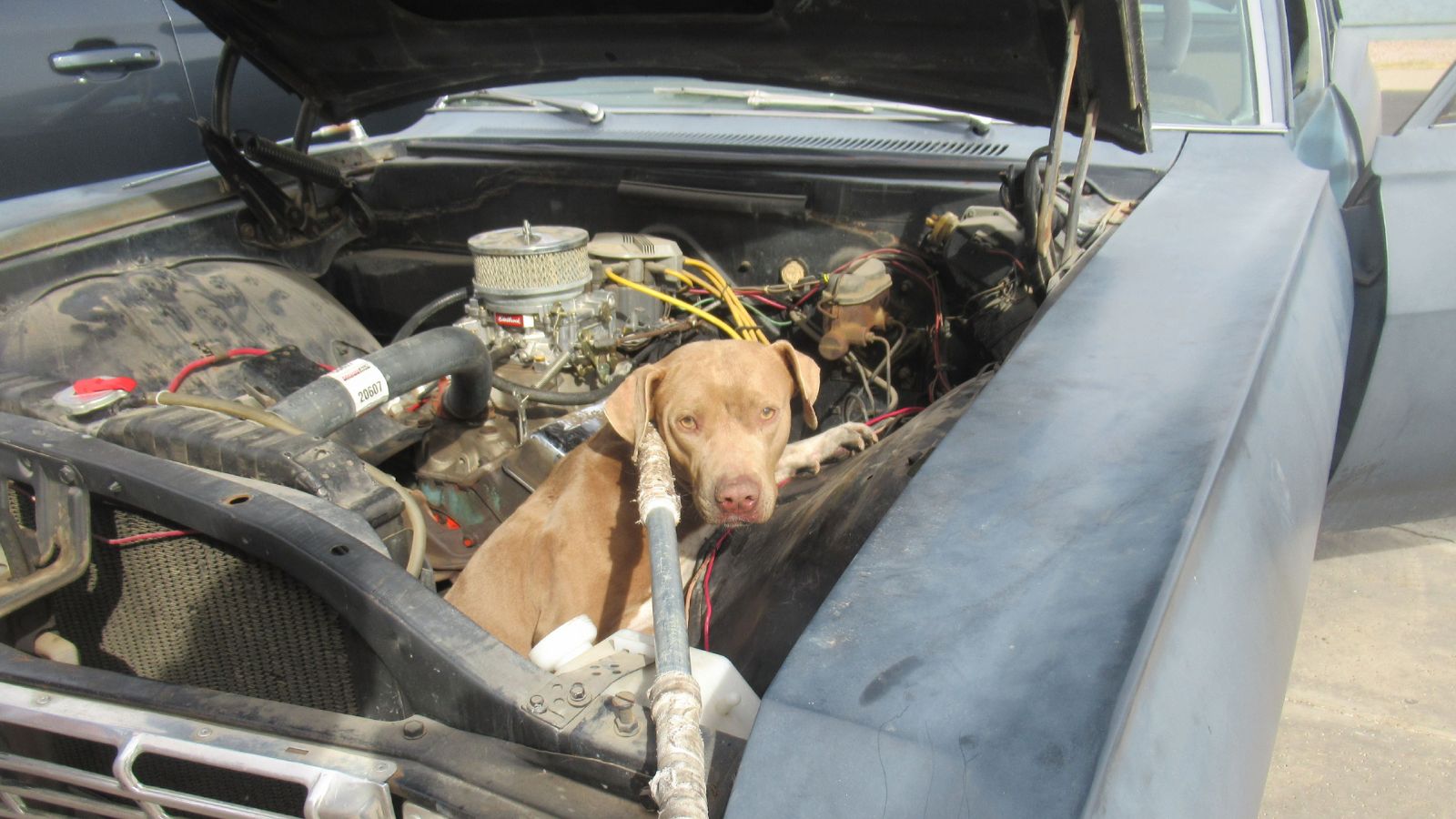 Weimaraner mix stuck in car rescued by two AHS technicians...