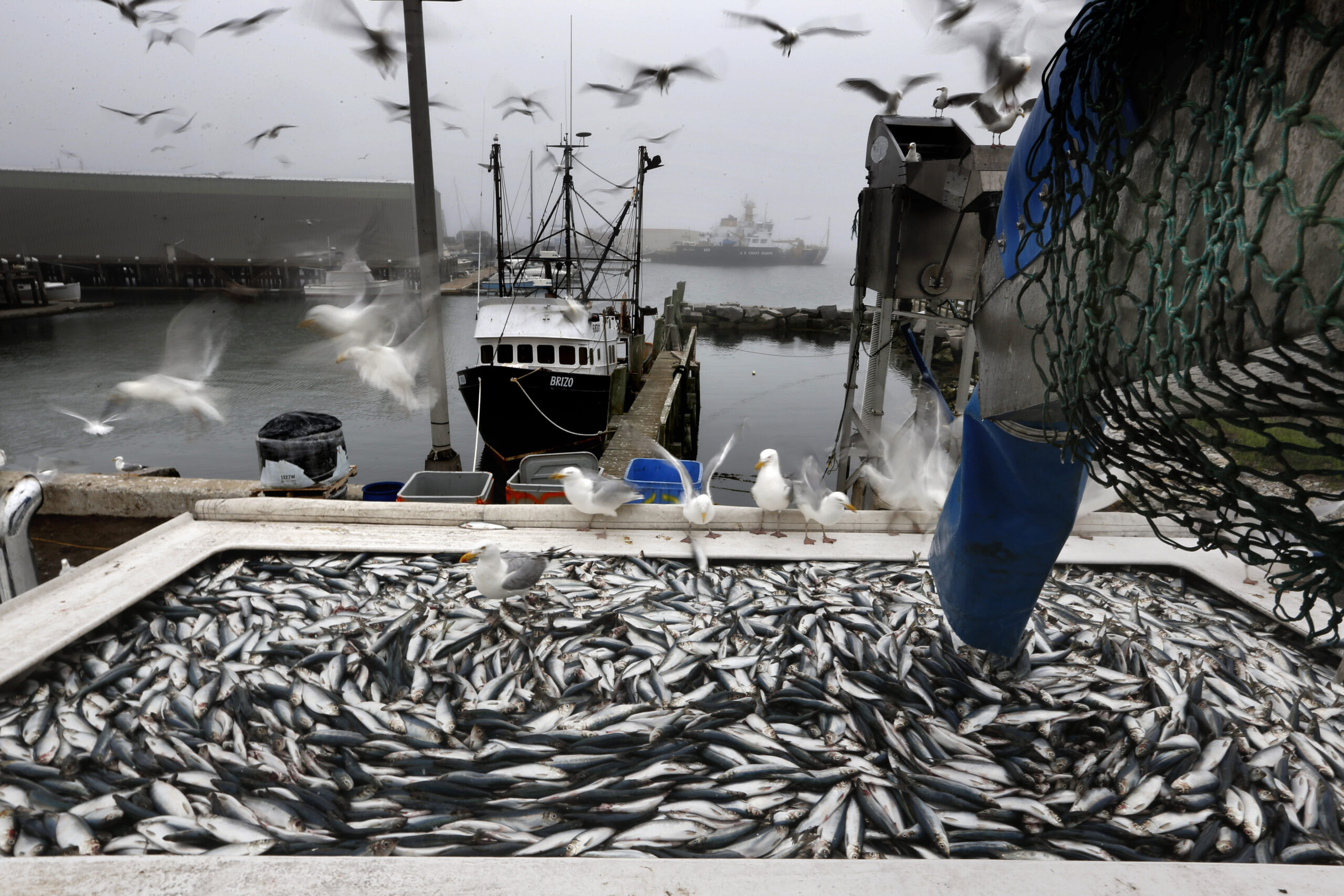 FILE - Herring are unloaded from a fishing boat in Rockland, Maine, July 8, 2015. Conservative and ...