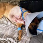 "The police took him to the emergency animal hospital. He lost a lot of blood. They were able to stabilize and cast him, but recommended amputation of that limb," Ivy said on her GoFundMe page for Symba's medical care.