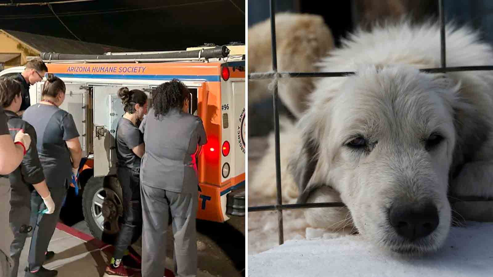 side by side image of workers from Arizona Humane Society and a puppy....