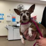 Murphy is a 10-year-old male Chihuahua who weighs only 11 pounds. (Maricopa Animal Care and Control Photo)