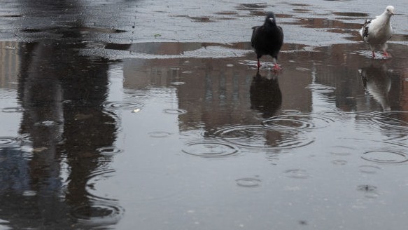 Rain fell in parts of metro Phoenix over the weekend.  (Photo by Spencer Platt/Getty Images)...