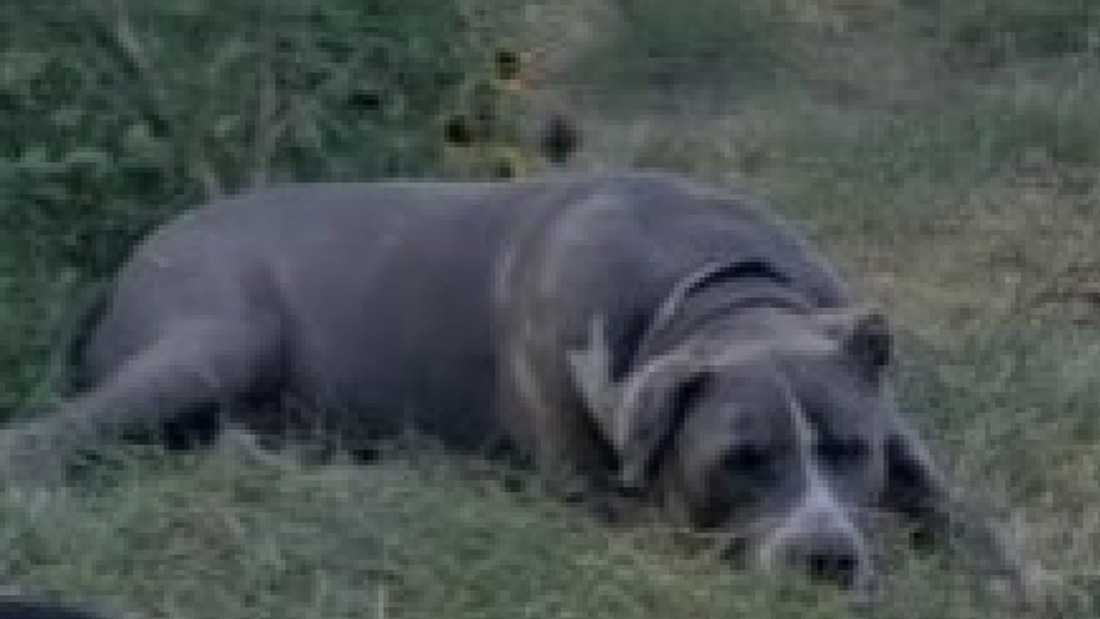 Duke, a grayish-black pit bull-mastiff mix, is seen lying in the grass. The elderly dog had to be p...