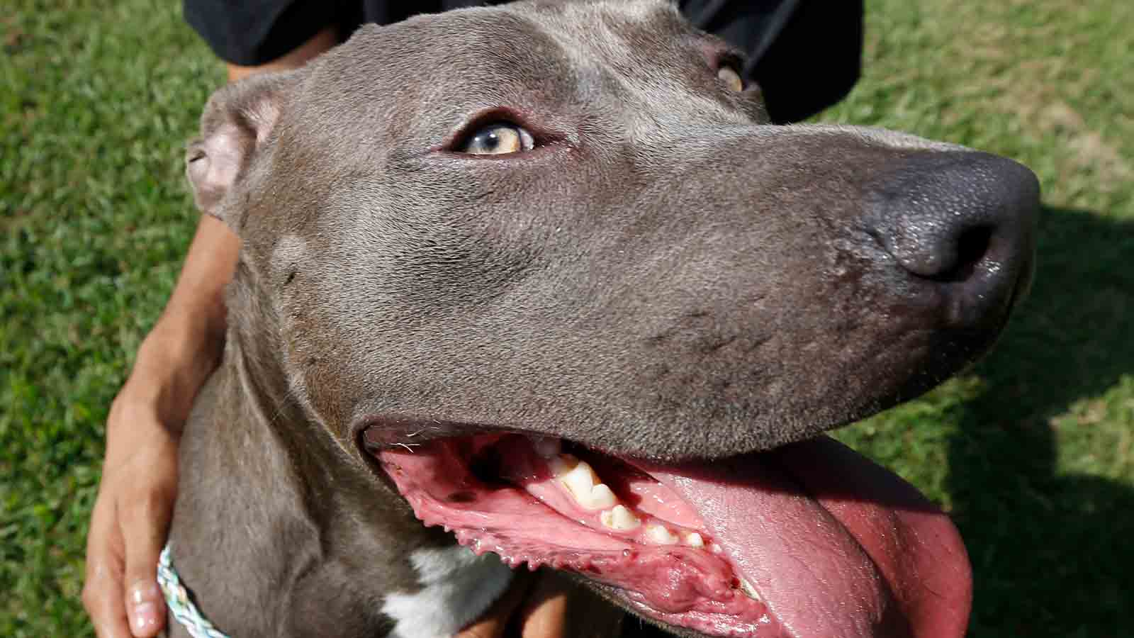 Public asked for help as pit bull dies after being set on fire in owner's yard in Phoenix