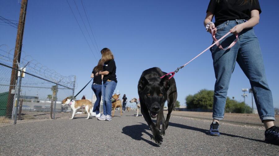 Arizona wildlife officials warn about rabies threat as temperatures rise