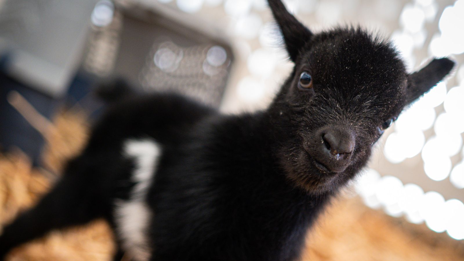 Baby goats at the Phoenix Zoo need names and the public can help...