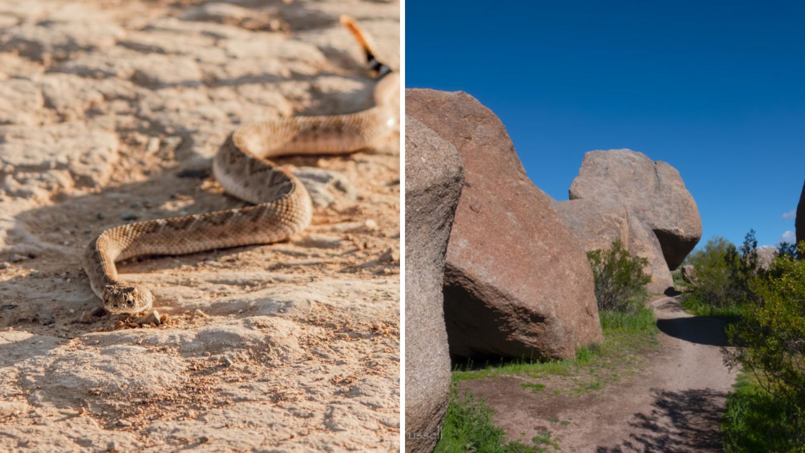Rattlesnake bites 3-year-old boy on Scottsdale hiking trail
