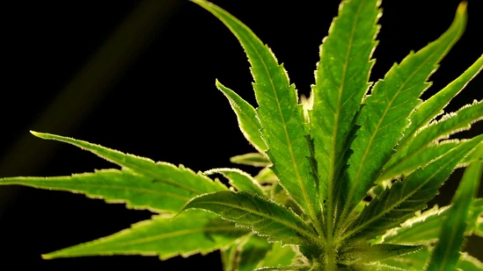 U.S. Drug Enforcement Admin to reclassify marijuana...