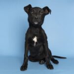 Leche, a four-month-old Labrador Retriever mix, was adopted after a technician with the Arizona Humane Society rescued her from a brick wall. (AHS photo)
