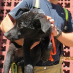 Leche, a four-month-old Labrador Retriever mix, was adopted after a technician with the Arizona Humane Society rescued her from a brick wall. (AHS photo)