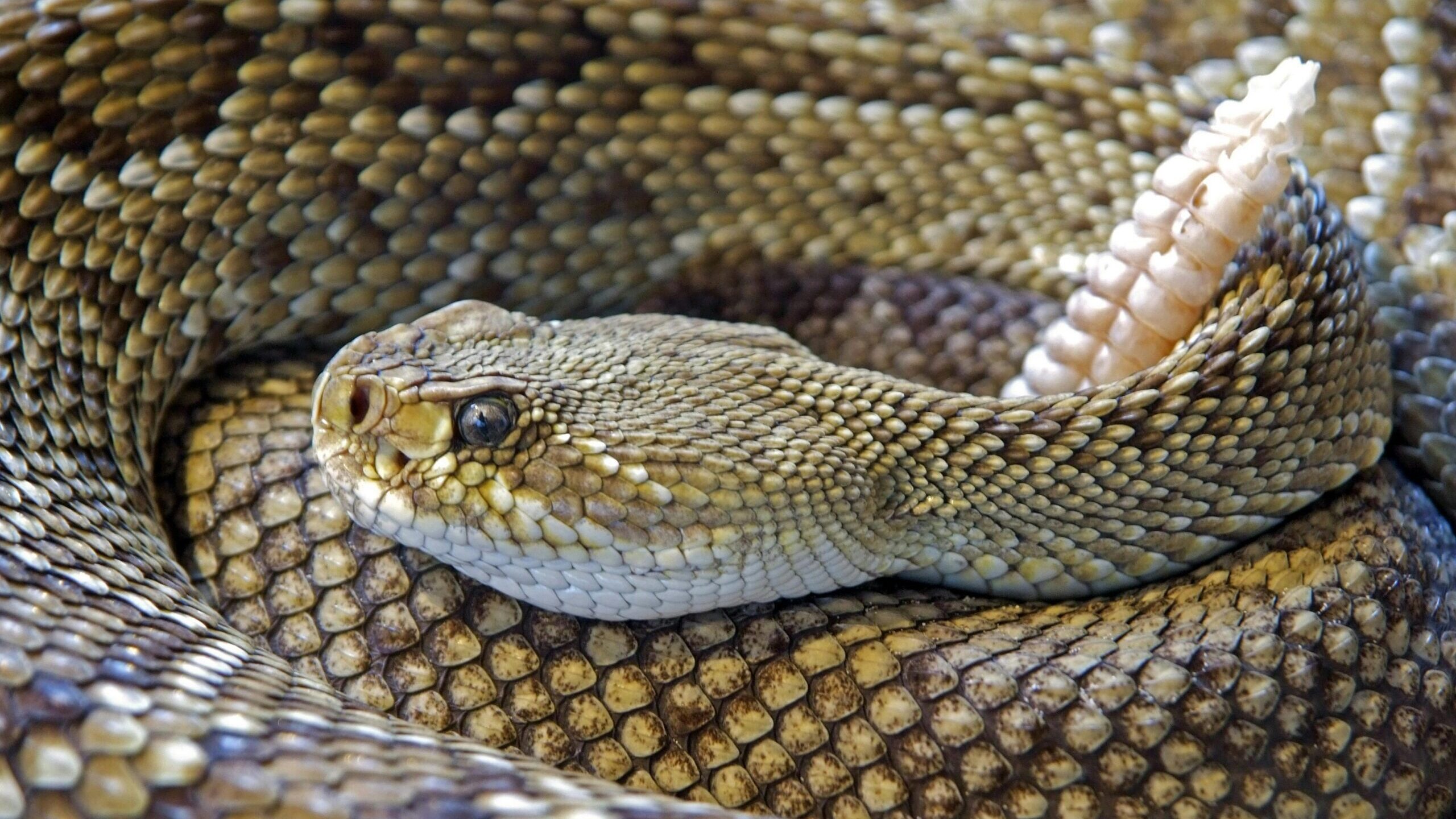 Warmer temperatures leads to increased rattlesnake activity in the Valley
